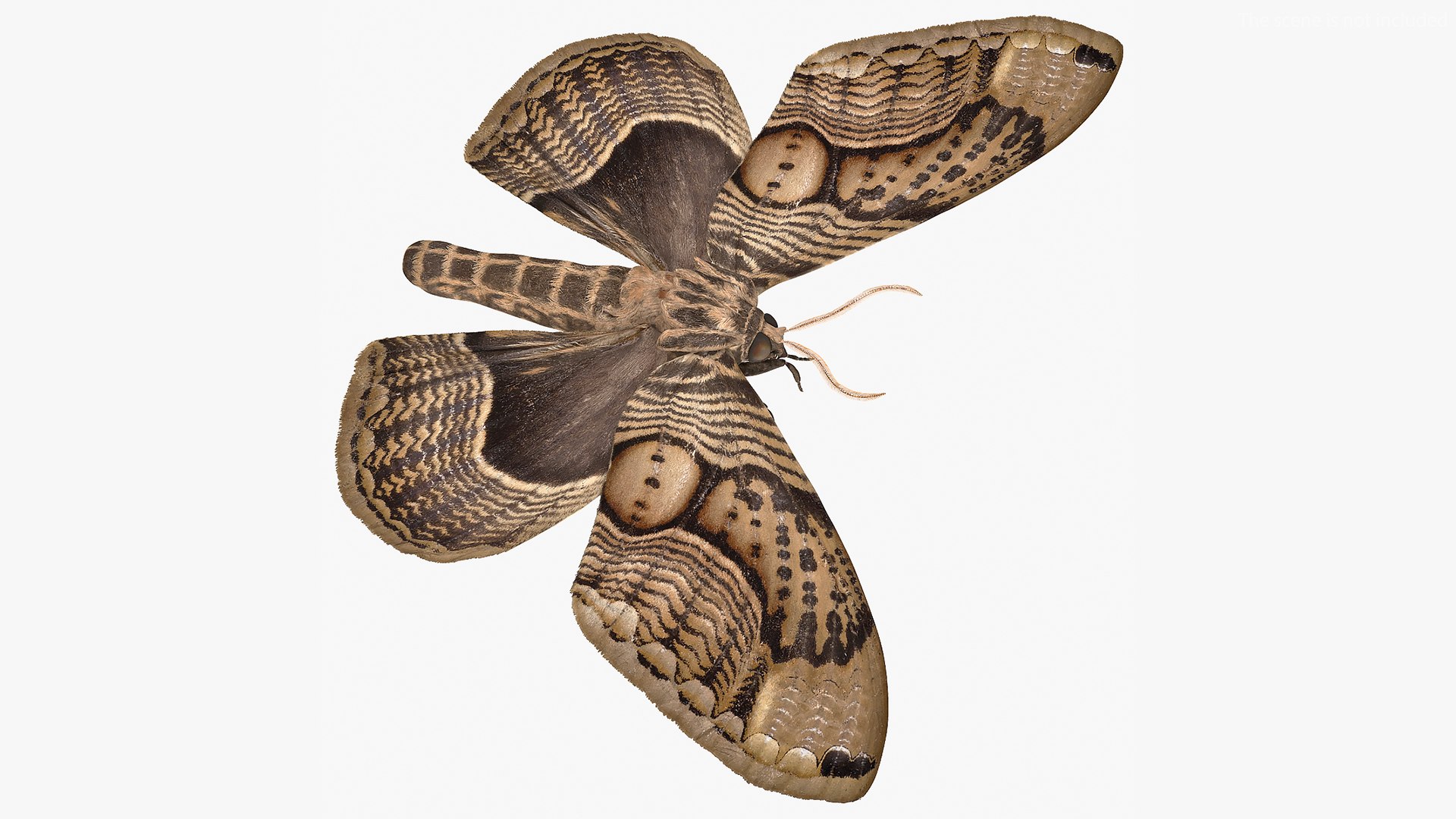 Owl Moth 3D model preview