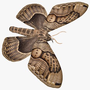 Owl Moth