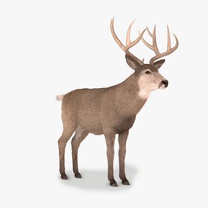 mule buck fur 3D model