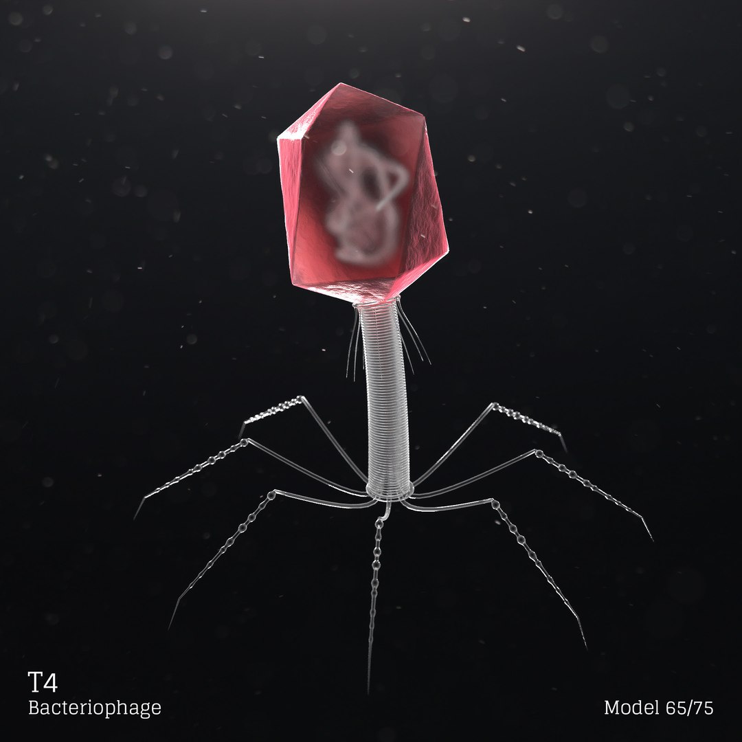 Modelo De Bacteriófago