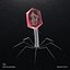 T4 - Bactériophage