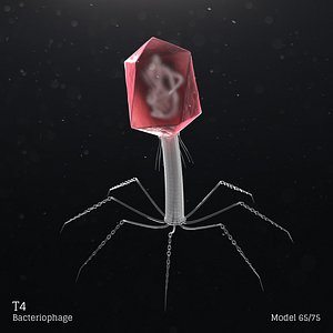 T4 - Bacteriophage