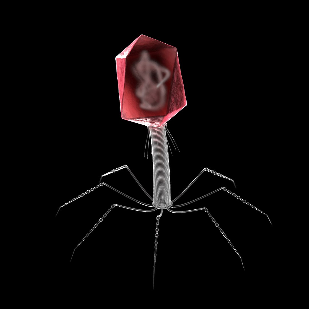 microbes bacteria cells 3D https://p.turbosquid.com/ts-thumb/2p/Eqs42I/lr1TmB56/t4bacteriophage_02/jpg/1601894083/1920x1080/fit_q87/a8355bdd317cbdd37ddc304d24101a386fa9434f/t4bacteriophage_02.jpg