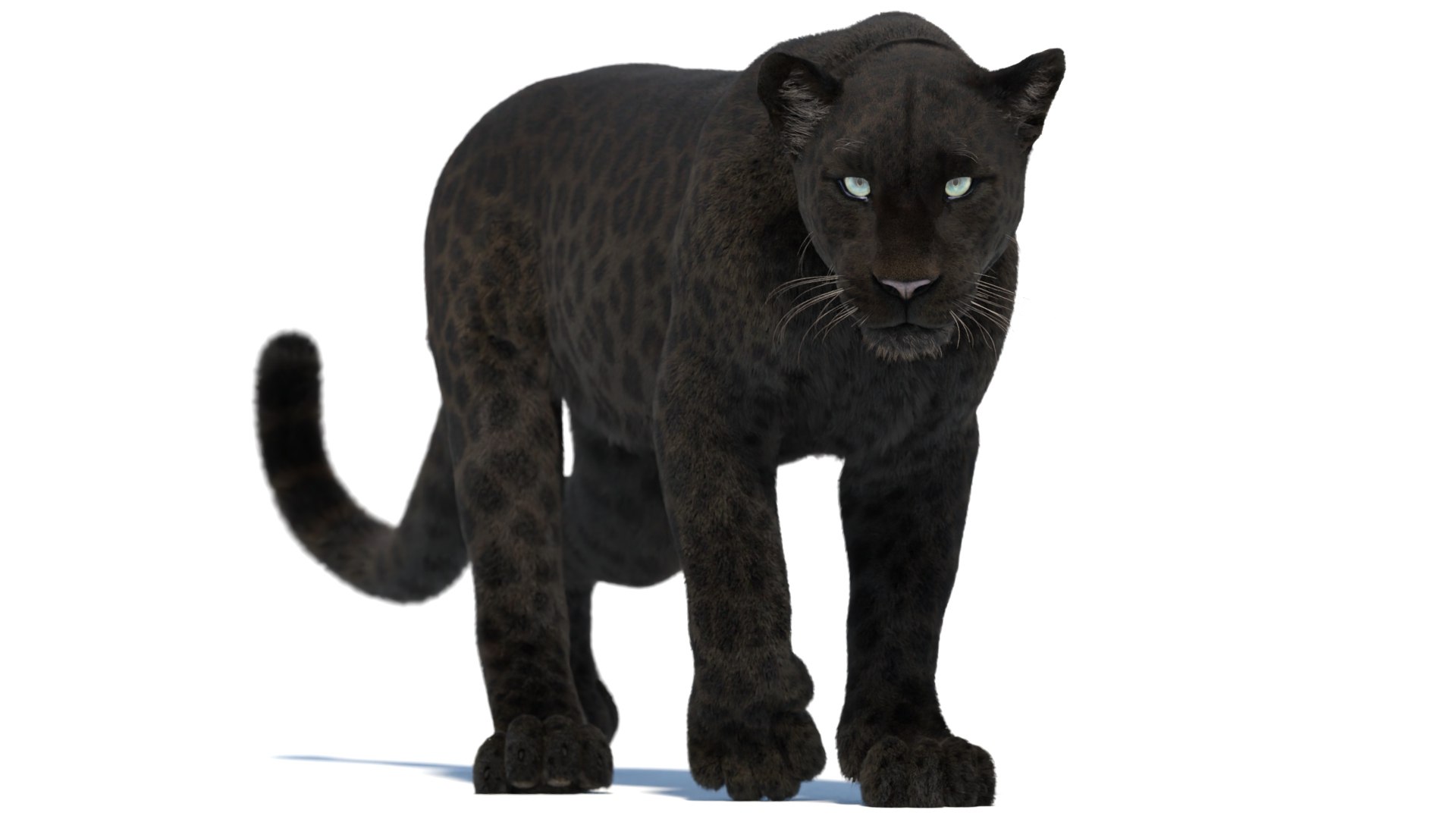 Animated Black Panther with Fur 3D Model model https://p.turbosquid.com/ts-thumb/2p/G9xL1Q/YV/animatedblackpantherfur3dmodel02/jpg/1727803374/1920x1080/fit_q87/6b4bb3f5b2661976803bab5c43b3a52933244555/animatedblackpantherfur3dmodel02.jpg
