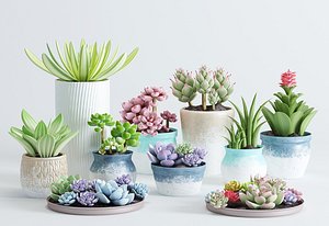 Succulent plant collection 3D model