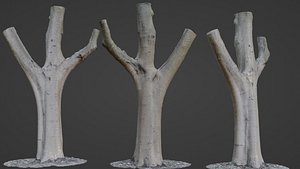Tree trunk split scan