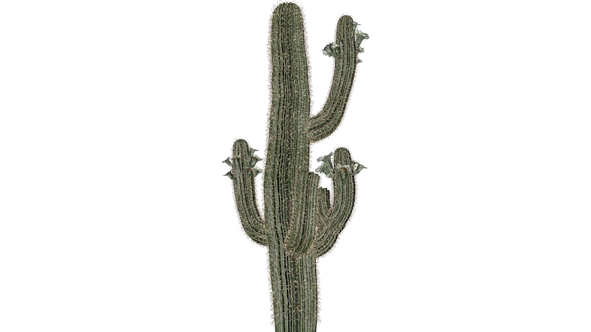 3D model Saguaro Cactus Plant - 05 - https://p.turbosquid.com/ts-thumb/2p/b6PgjF/QZ/sc_5/png/1741623417/1920x1080/fit_q87/7229f5d040d15cbbda89e7a0c25ddd53e1912079/sc_5.jpg