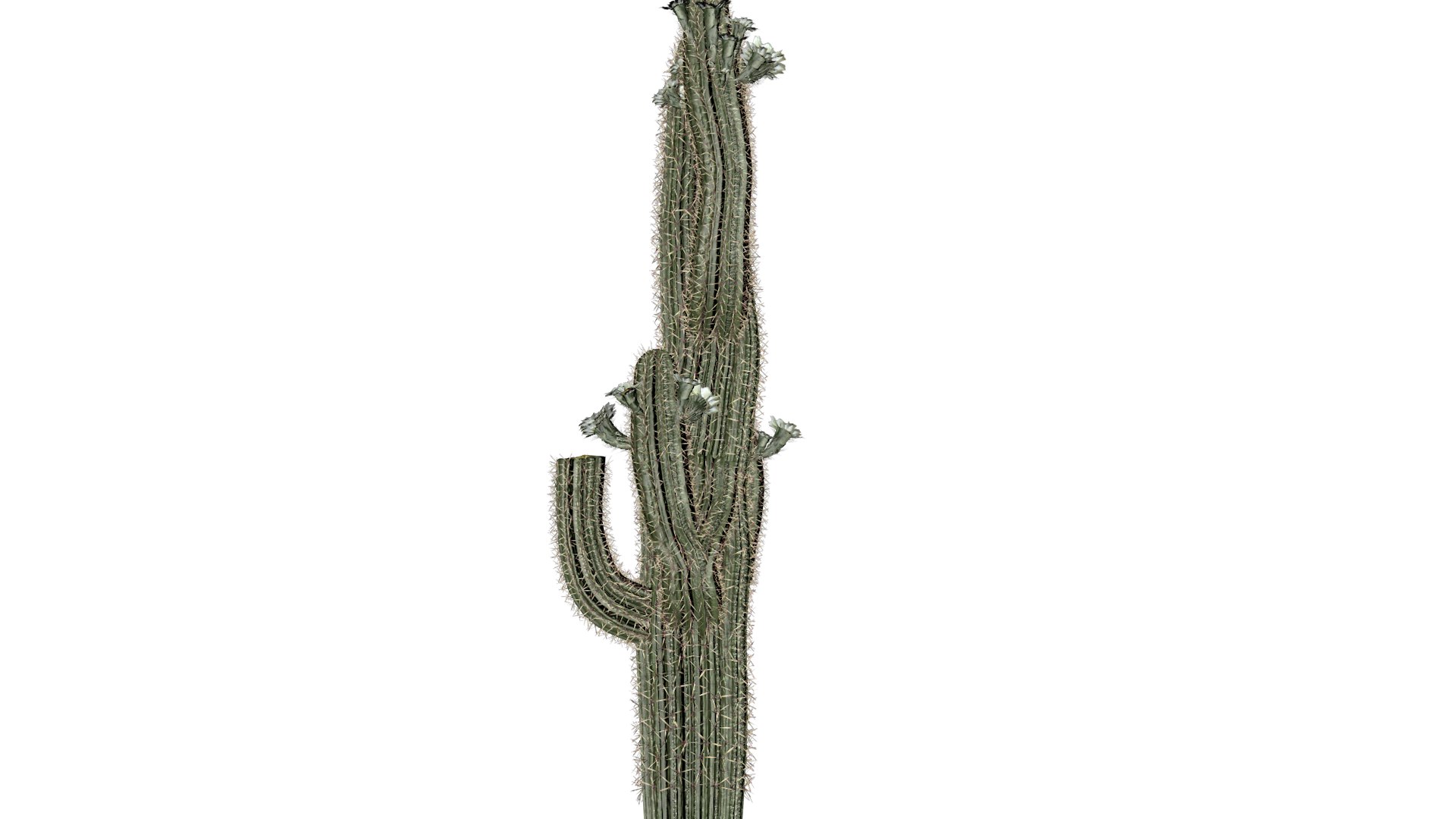 3D model Saguaro Cactus Plant - 05 - https://p.turbosquid.com/ts-thumb/2p/b6PgjF/w0/sc_51/png/1741623419/1920x1080/fit_q87/97f2be34373f171a10cb07c648f50e65c69babe3/sc_51.jpg
