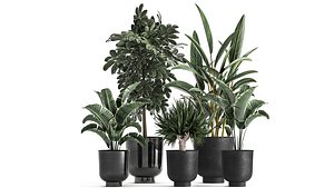 Houseplants in a pot for the interior 843