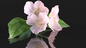 flower pink 3D