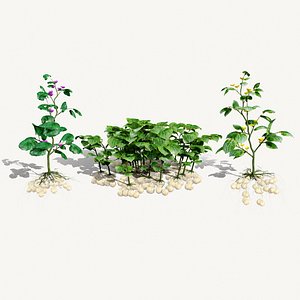 Olluco Vegetable Plant 3D Model Set 3D model