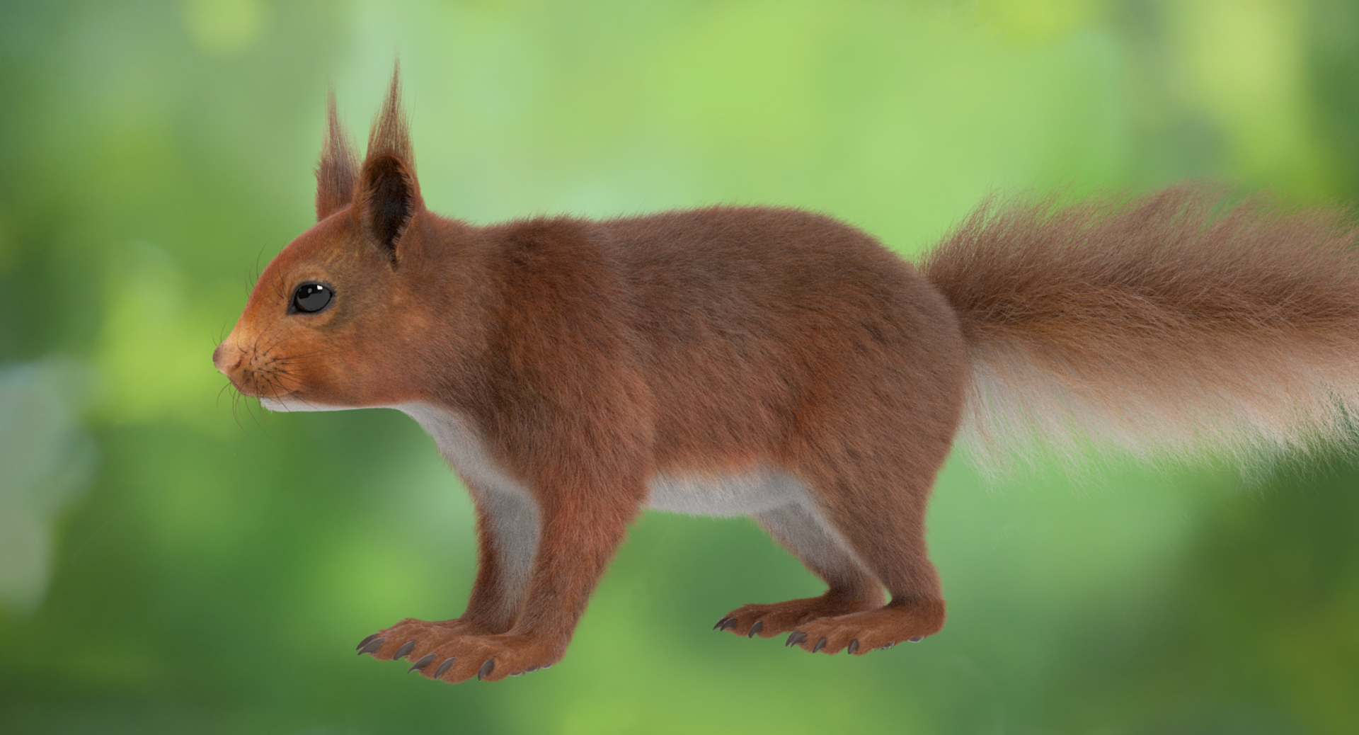 Squirrel Red Fur 3d Model