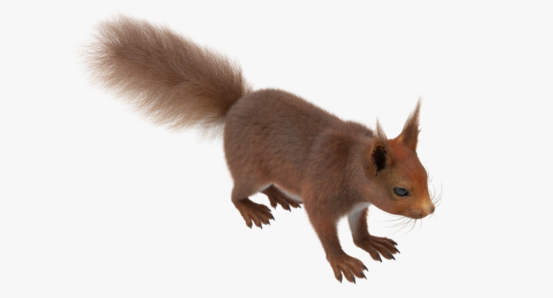 Squirrel Red Fur 3d Model