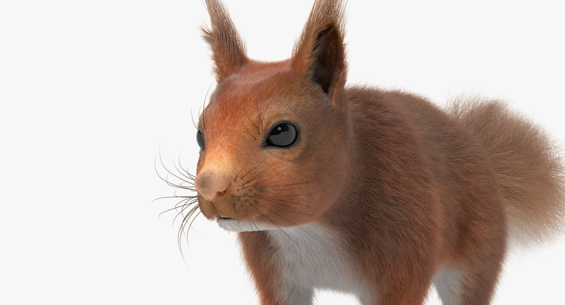 Squirrel Red Fur 3d Model