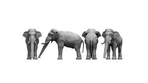 asian elephant 3D model