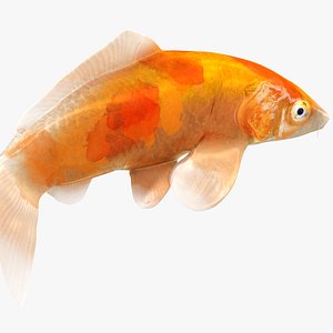 Japanese Carp Fish Rigged L1838 3D model