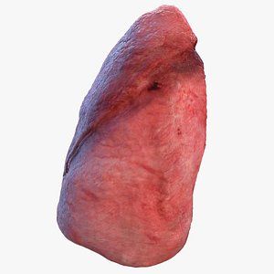 human lung left 3D