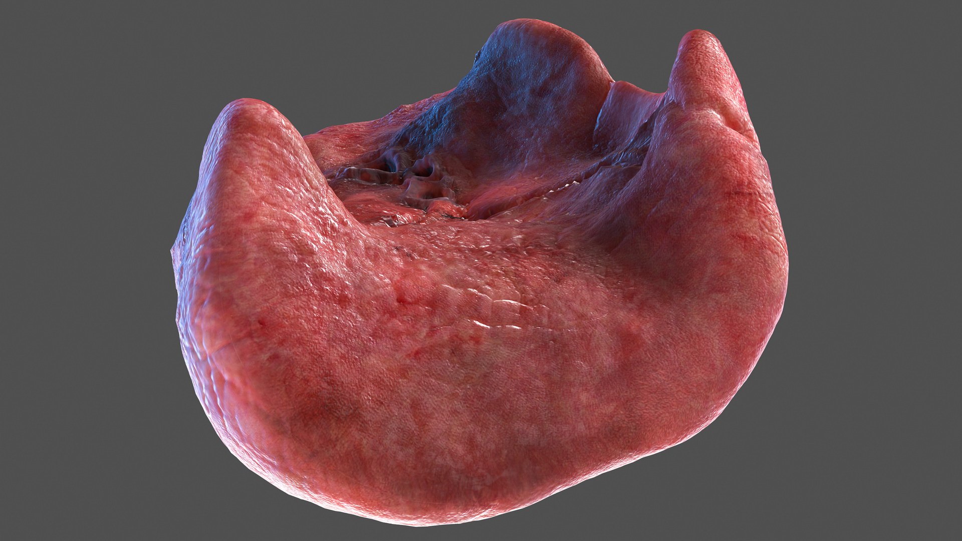 Human Lung Left 3D - TurboSquid 1461704