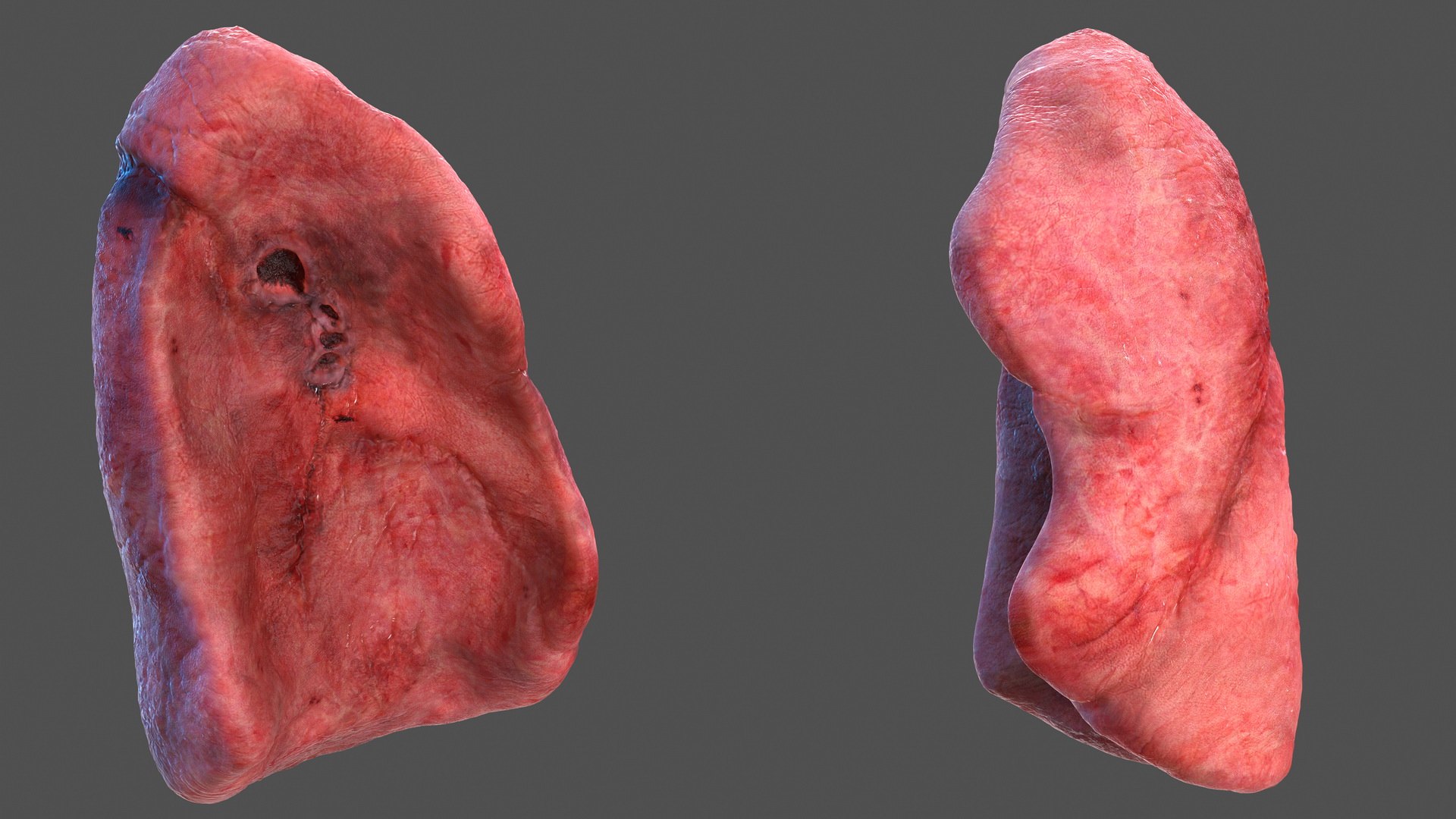 Human Lung Left 3D - TurboSquid 1461704