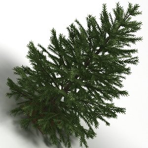 Christmas Tree 01