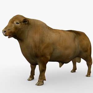 3D model RED ANGUS Rigged L2081