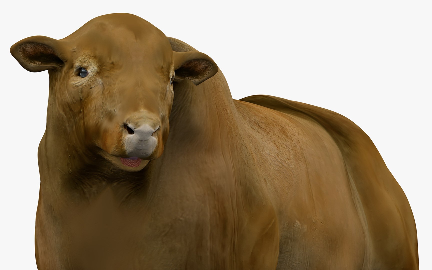 3D model RED ANGUS Rigged L2081 - TurboSquid 2154896
