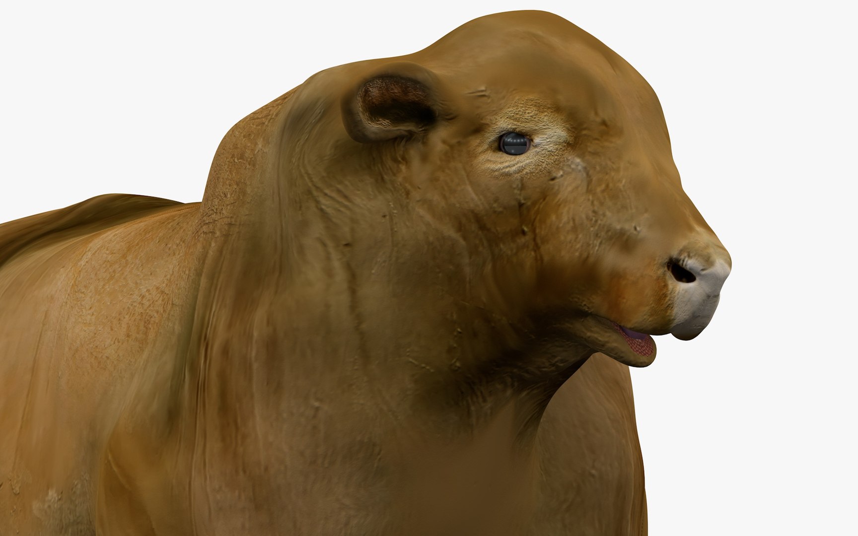 3D model RED ANGUS Rigged L2081 - TurboSquid 2154896