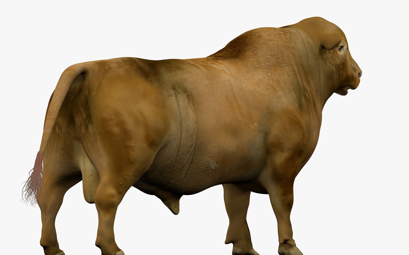 3D model RED ANGUS Rigged L2081 - TurboSquid 2154896