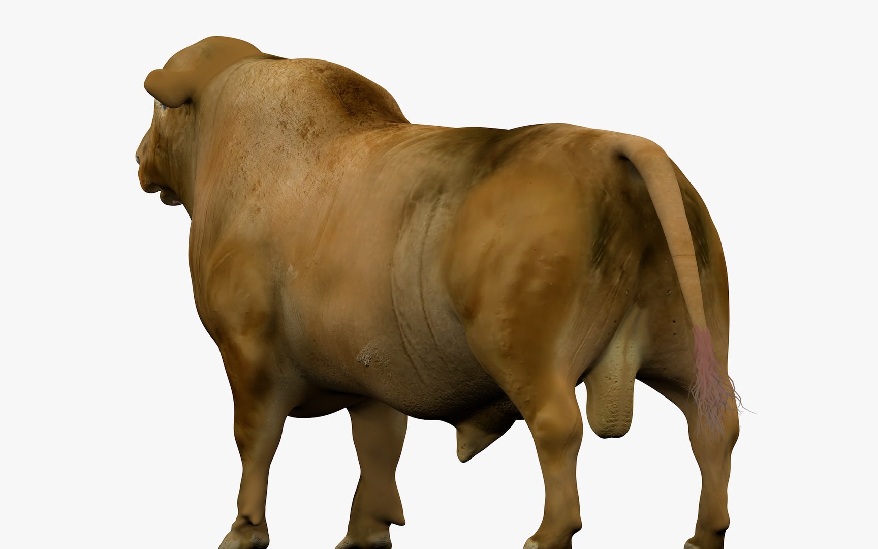 3D model RED ANGUS Rigged L2081 - TurboSquid 2154896