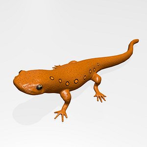 Eastern Newt
