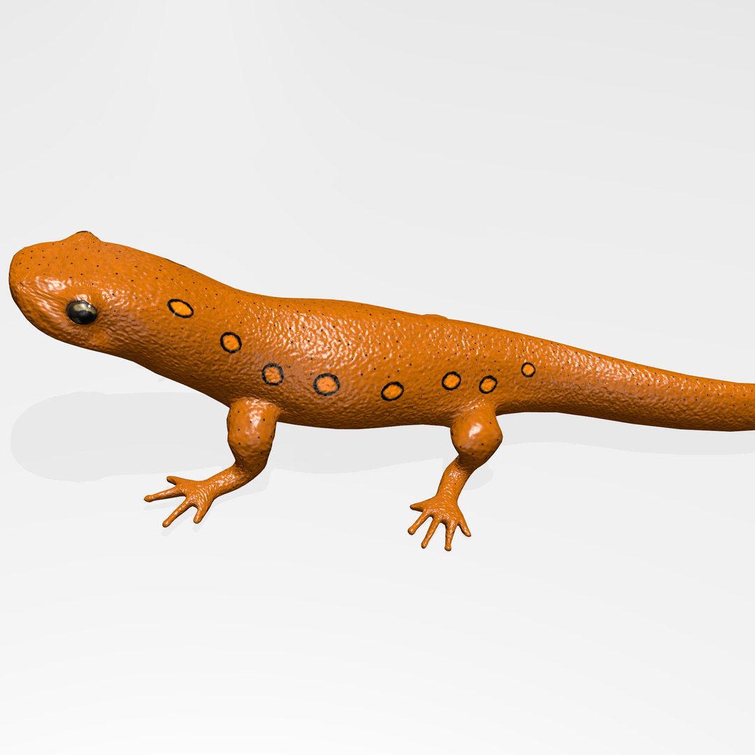 3D Eastern Newt TurboSquid 1194124