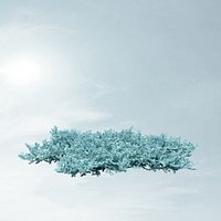 Juniperus squamata Tropical Blue