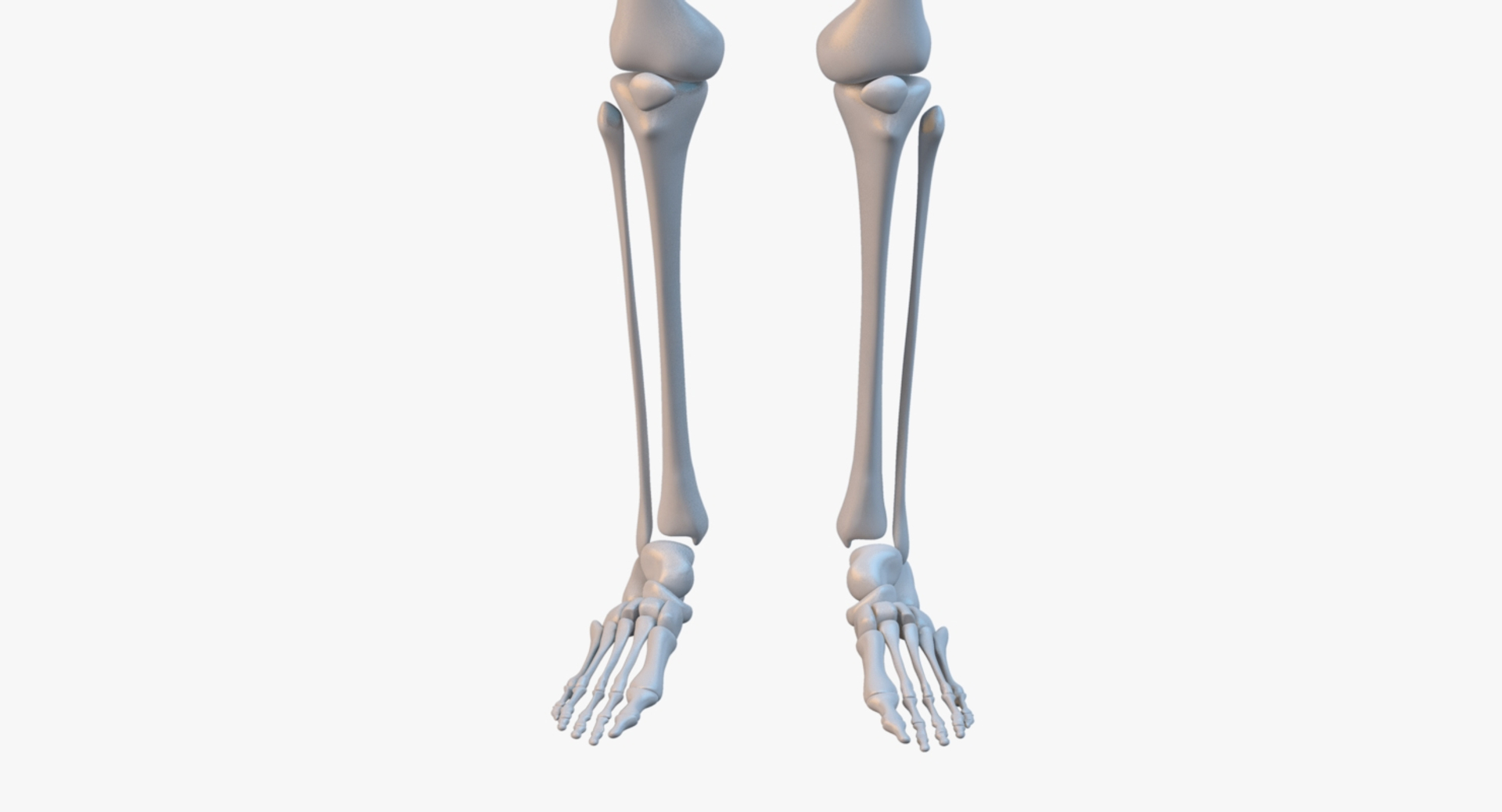 3d leg skeleton model