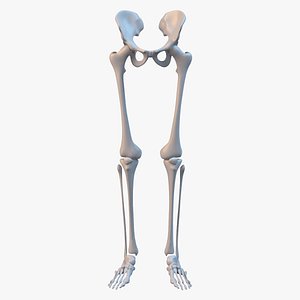 Leg skeleton