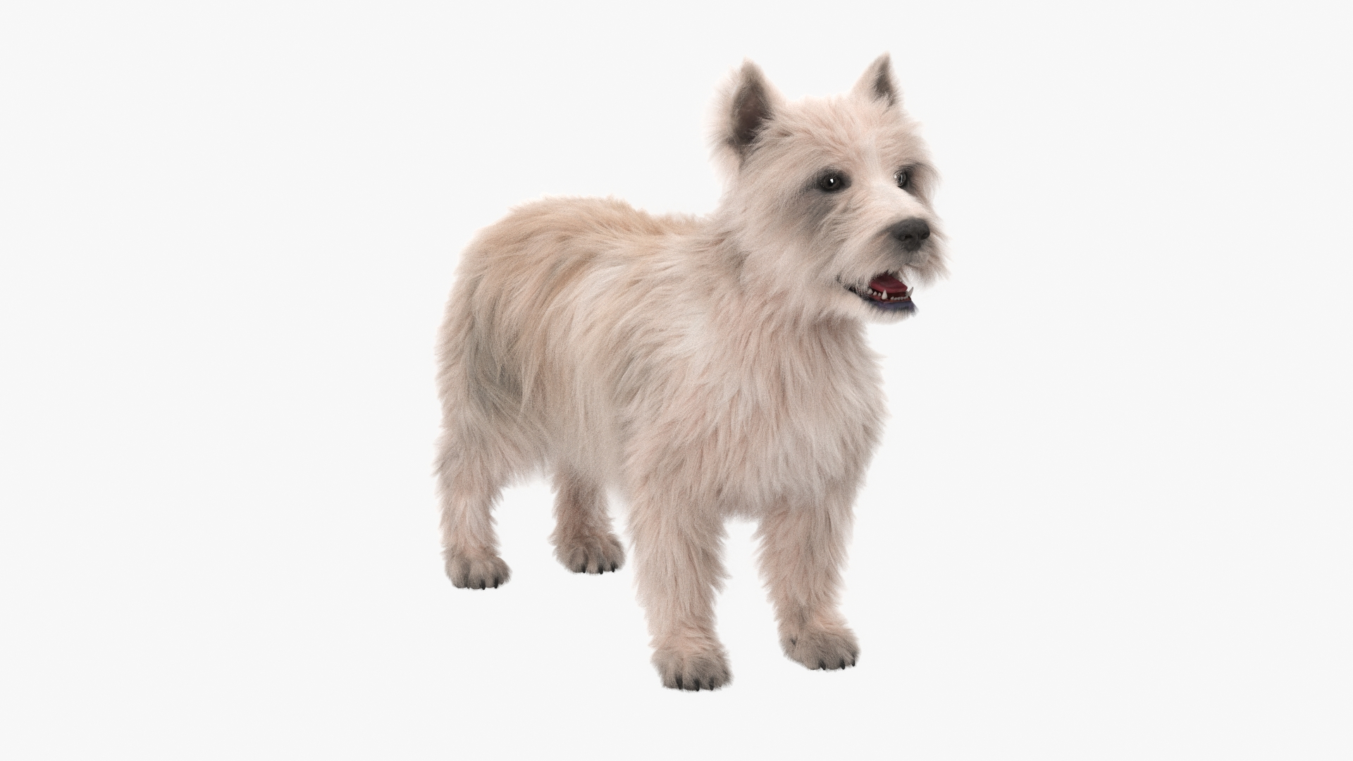 Mongrel Dog Cream Fur Rigged 3D model https://p.turbosquid.com/ts-thumb/2q/oluQwF/20/mongrel_dog_cream_fur_rigged_360/jpg/1748383557/1920x1080/turn_fit_q99/b029f902139641443602036294d9d7991a99907e/mongrel_dog_cream_fur_rigged_360-1.jpg