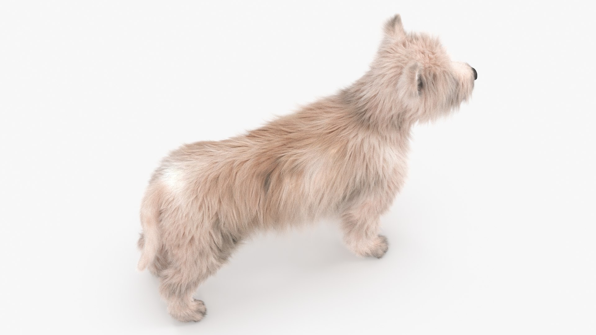 Mongrel Dog Cream Fur Rigged 3D model https://p.turbosquid.com/ts-thumb/2q/oluQwF/mW/mongrel_dog_cream_fur_rigged_010/jpg/1748383813/1920x1080/fit_q87/01097279ee9b83ddb10e49998455de243b8373b8/mongrel_dog_cream_fur_rigged_010.jpg