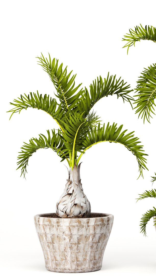 3d hyophorbe lagenicaulis set model https://p.turbosquid.com/ts-thumb/2q/t57IOP/L7ilkuZL/hyophorbe01/jpg/1484244509/1920x1080/fit_q87/4c1e493b9d82fa62579bba6d98948d847bd1da87/hyophorbe01.jpg