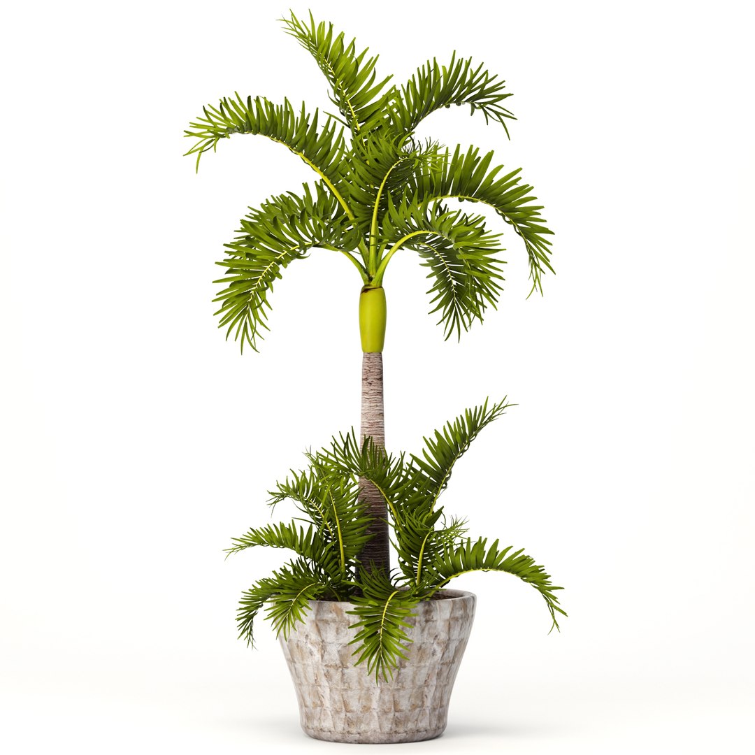 3d hyophorbe lagenicaulis set model https://p.turbosquid.com/ts-thumb/2q/t57IOP/OiFBfdJX/hyophorbe05/jpg/1484244509/1920x1080/fit_q87/f5892ffd1e2585c5667a4f72d5402eae2da39c54/hyophorbe05.jpg