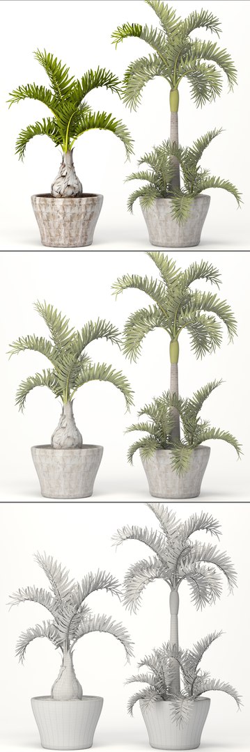 3d hyophorbe lagenicaulis set model https://p.turbosquid.com/ts-thumb/2q/t57IOP/WS4B1ETV/hyophorbe12/jpg/1484244509/1920x1080/fit_q87/4935def26401b86063c693fcb7a74ffa4fd31974/hyophorbe12.jpg