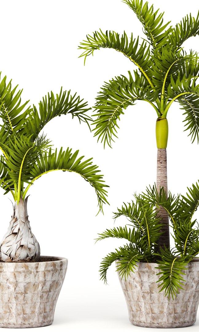 3d hyophorbe lagenicaulis set model https://p.turbosquid.com/ts-thumb/2q/t57IOP/i4c8EgCB/hyophorbe03/jpg/1484244509/1920x1080/fit_q87/90f1f8bfc56019daa54a7df42d547c5732bacab6/hyophorbe03.jpg