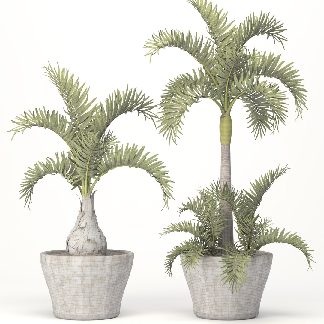 3d hyophorbe lagenicaulis set model https://p.turbosquid.com/ts-thumb/2q/t57IOP/ogO9eZVF/hyophorbe11/jpg/1484244509/1920x1080/fit_q87/4008d9314c62e592e24176a50099b288a0fcaa6e/hyophorbe11.jpg