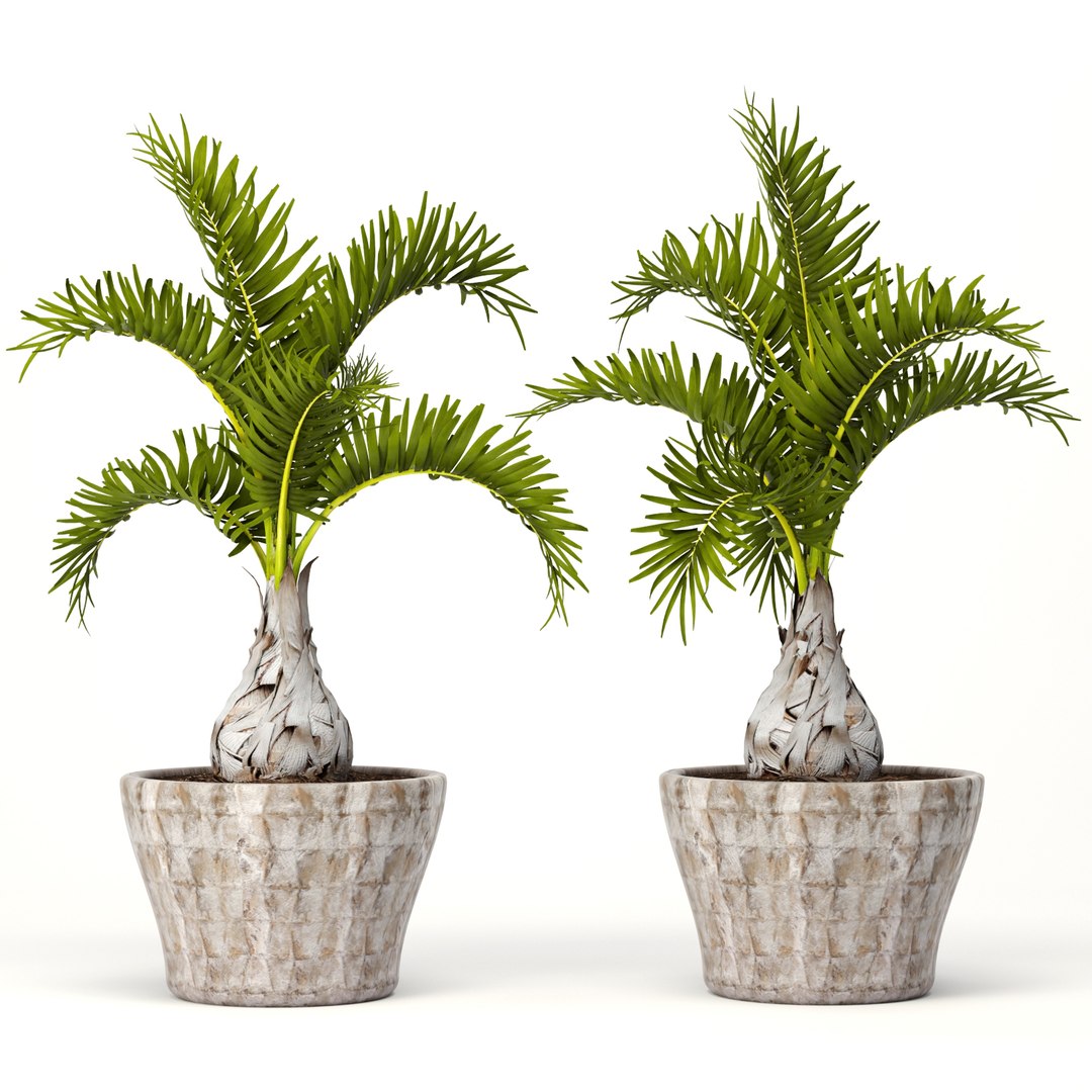 3d hyophorbe lagenicaulis set model https://p.turbosquid.com/ts-thumb/2q/t57IOP/s3YvQVn4/hyophorbe04/jpg/1484244509/1920x1080/fit_q87/ab562a0a55b7d131979b6d8c460235c43dc38bf4/hyophorbe04.jpg