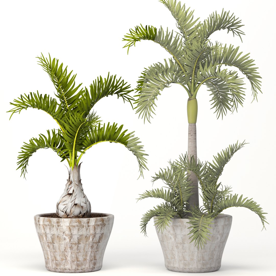 3d hyophorbe lagenicaulis set model https://p.turbosquid.com/ts-thumb/2q/t57IOP/tXU3QxHg/hyophorbe10/jpg/1484244509/1920x1080/fit_q87/877bdb5761d60c62441c2d53e232b0e6a5fd1af5/hyophorbe10.jpg