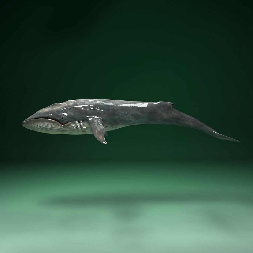 3d Blue Whale Balaenoptera Musculus Model