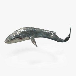 3d blue whale balaenoptera musculus model