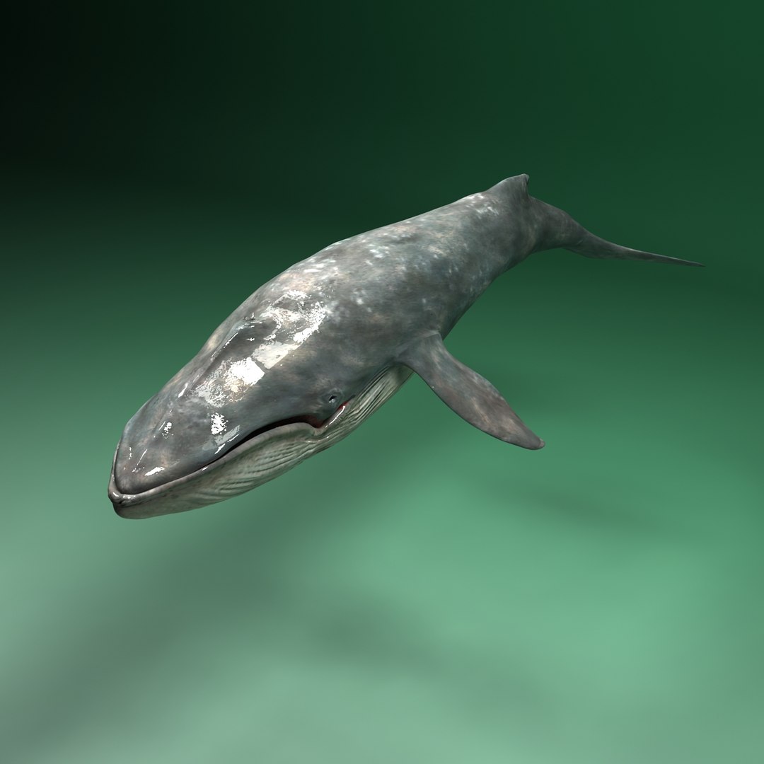 3d Blue Whale Balaenoptera Musculus Model