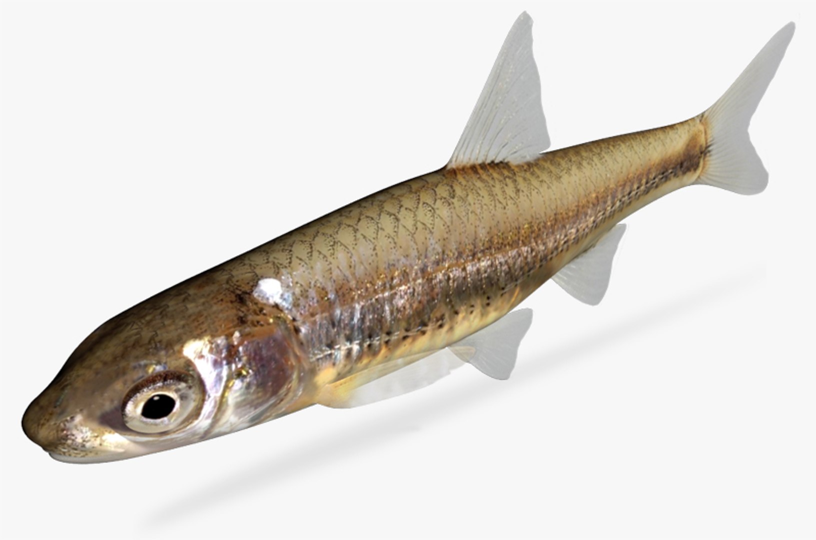 notropis volucellus mimic shiner 3d model