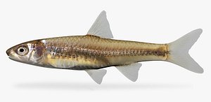 notropis volucellus mimic shiner 3d model