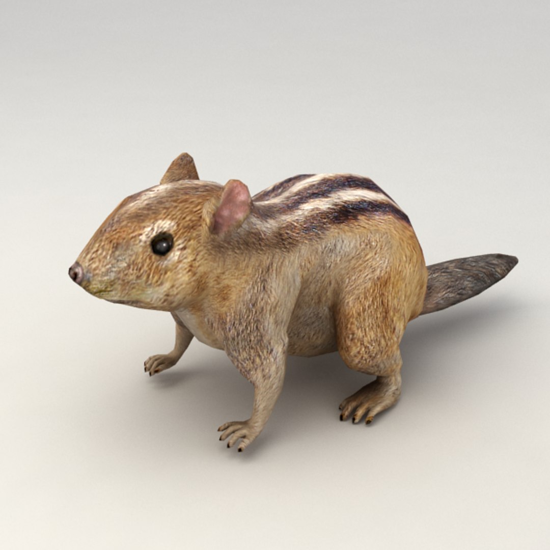 Rigged Chipmunk 3d Obj