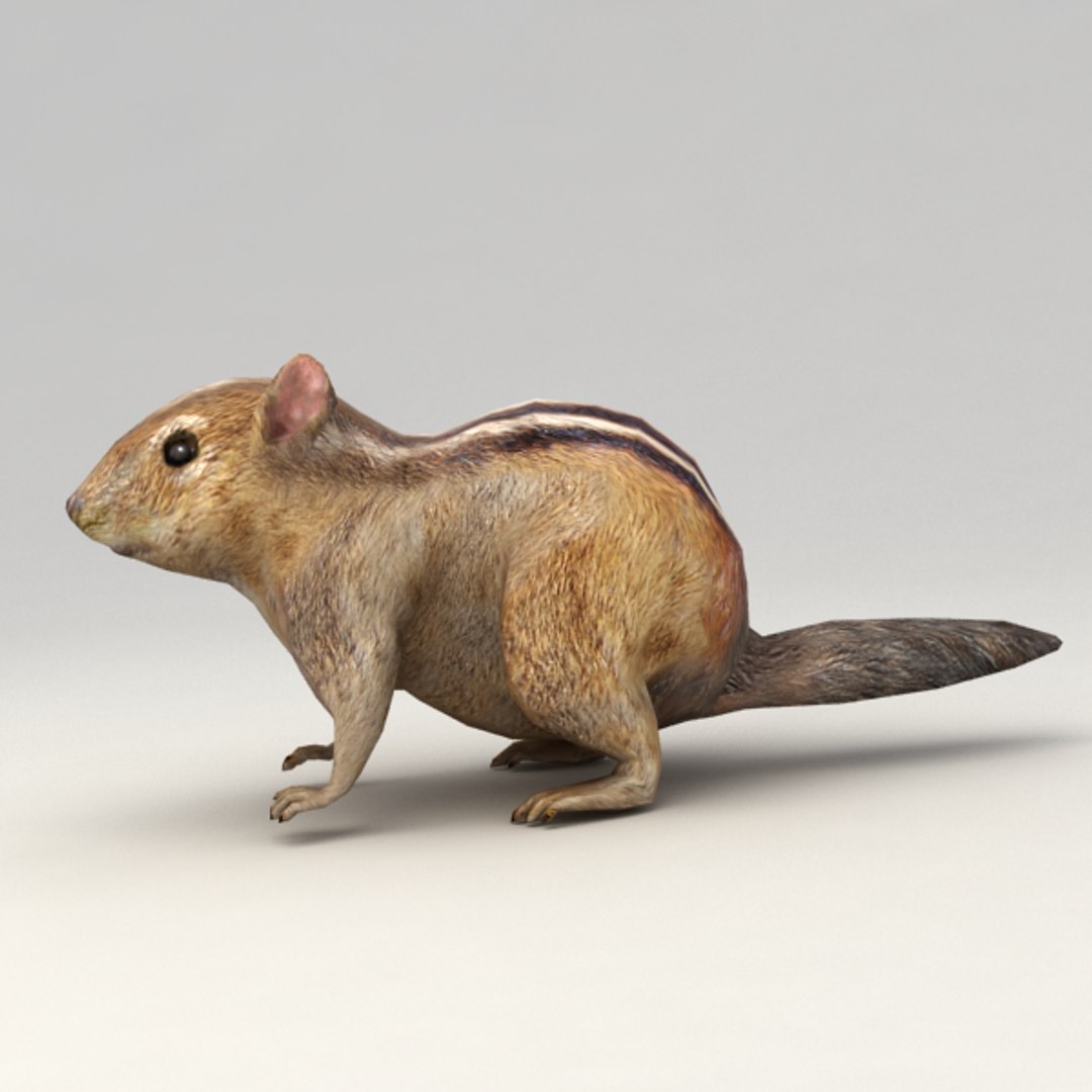 Rigged Chipmunk 3d Obj